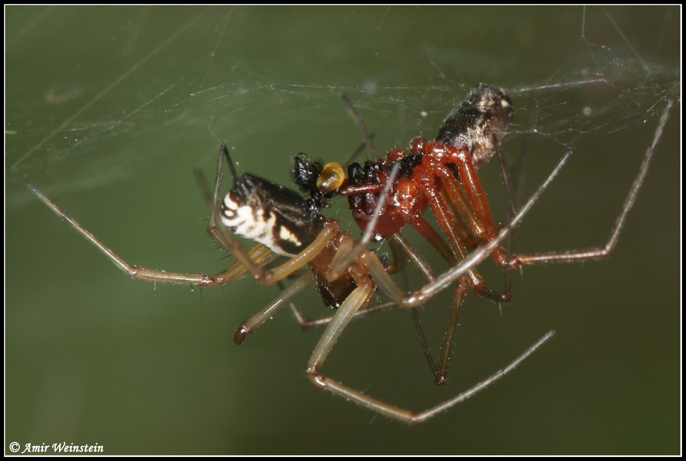 Araneae d''Israele - Frontinellina frutetorum
